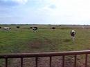 Calling the Cows Calling the Cows
