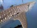 Whaleshark - Chumpon Pinnacle Koh Tao Thailand