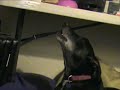 Dogs Singing Blues