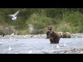 kodiak bears katmai 3