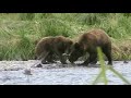 Kodiak bears katmai 3