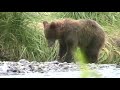 kodiak bears katmai 3