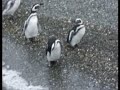 Magellanic Penguins