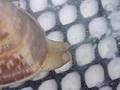 Quahog Spawn