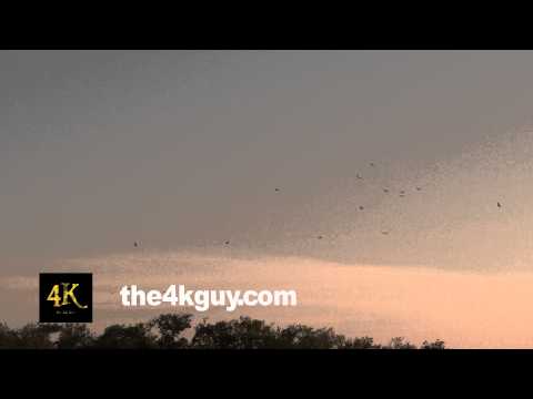 how to get rid of black vultures
