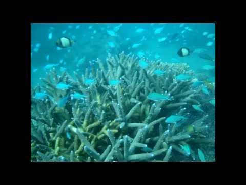 See video
