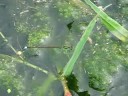 ????Damselfly??Video 07