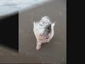 Snowflake at the beach
