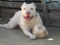 Apollo e a Bola