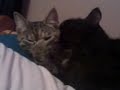 Awwww!! my cats love each other!! Awwww!! my cats love each other!!