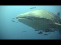 ACE Whale Sharks of Koh Tao