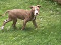 remy da rednose pitt puppy