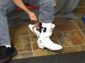 PUMA 1000 Motorcycle Boots review Sportbiketrackgear.com