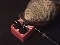 analogman Peppermint Fuzz guitar pedal demo Stratocaster