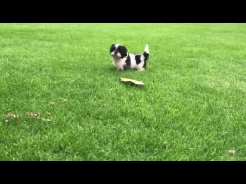 Teddy is the so much fun and is ready to be your forever puppy