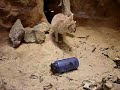 Fennec fox Fennec fox