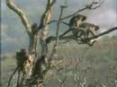 some-funny-monkeys.html