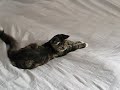 5 month old maine coon is making the bed 5 month old maine coon is making the bed