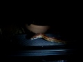 Kornnatter Pantherophis guttatus
