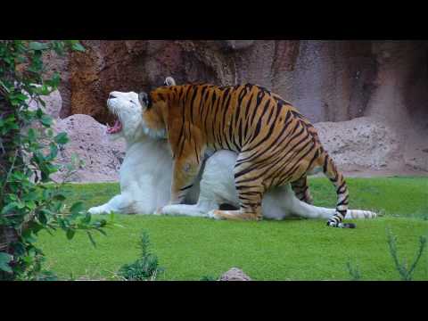 White Tiger