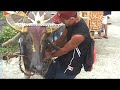 Carabao-Carroza Festival 2008 by ideya