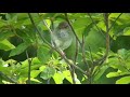???????? Singing Bird (Japanese Bush Warbler) ???????? Singing Bird (Japanese Bush Warbler)