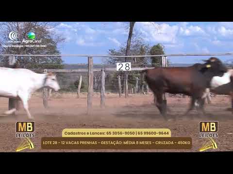 512� LEIL�O VIRTUAL MB LEIL�ES