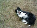 Border Collie Miko Freestyle Border Collie Miko Freestyle