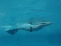 Entrenamiento Actividades Subacu�ticas