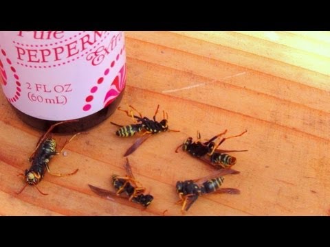 how to locate european wasp nest