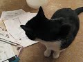 More kitty antics
