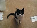 More kitty antics