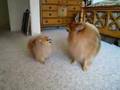 Pomeranian twins barking contest
