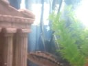 Hambone Cichlid Hambone Cichlid