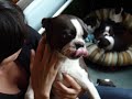 between two pups