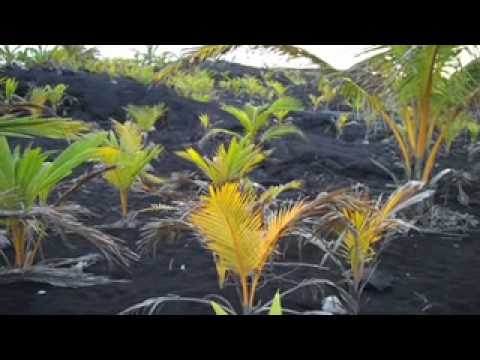 Death & Rebirth of a Black Sand Beach: Kalapana & Kaimu 0 Death & Rebirth of a Black Sand Beach: Kalapana & Kaimu