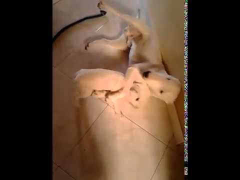 bull terrier dad playing