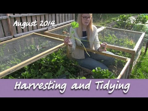 how to harvest french lavender