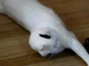 Splat being a splat