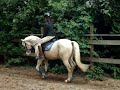Blue - Cremello Blue - Cremello
