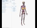 ?????3D???????????Visible Body?