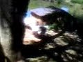 patos-empaieionados.html