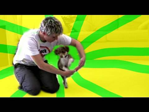 Tug play training- dog training clicker training tricks