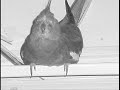 Millet Mystery Part 2 Millet Mystery Part 2