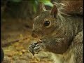Squirrel Checking Things Out! [Backyard Bag Feeder Project]