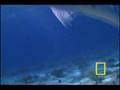 national geografic under the sea hd