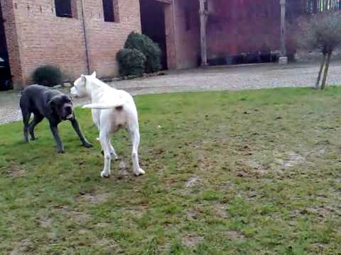 7 dogo argentino