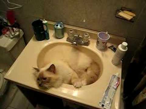 birman