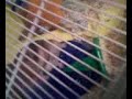 Spider hamster Spider hamster
