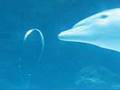 videos de Dolphin Rings